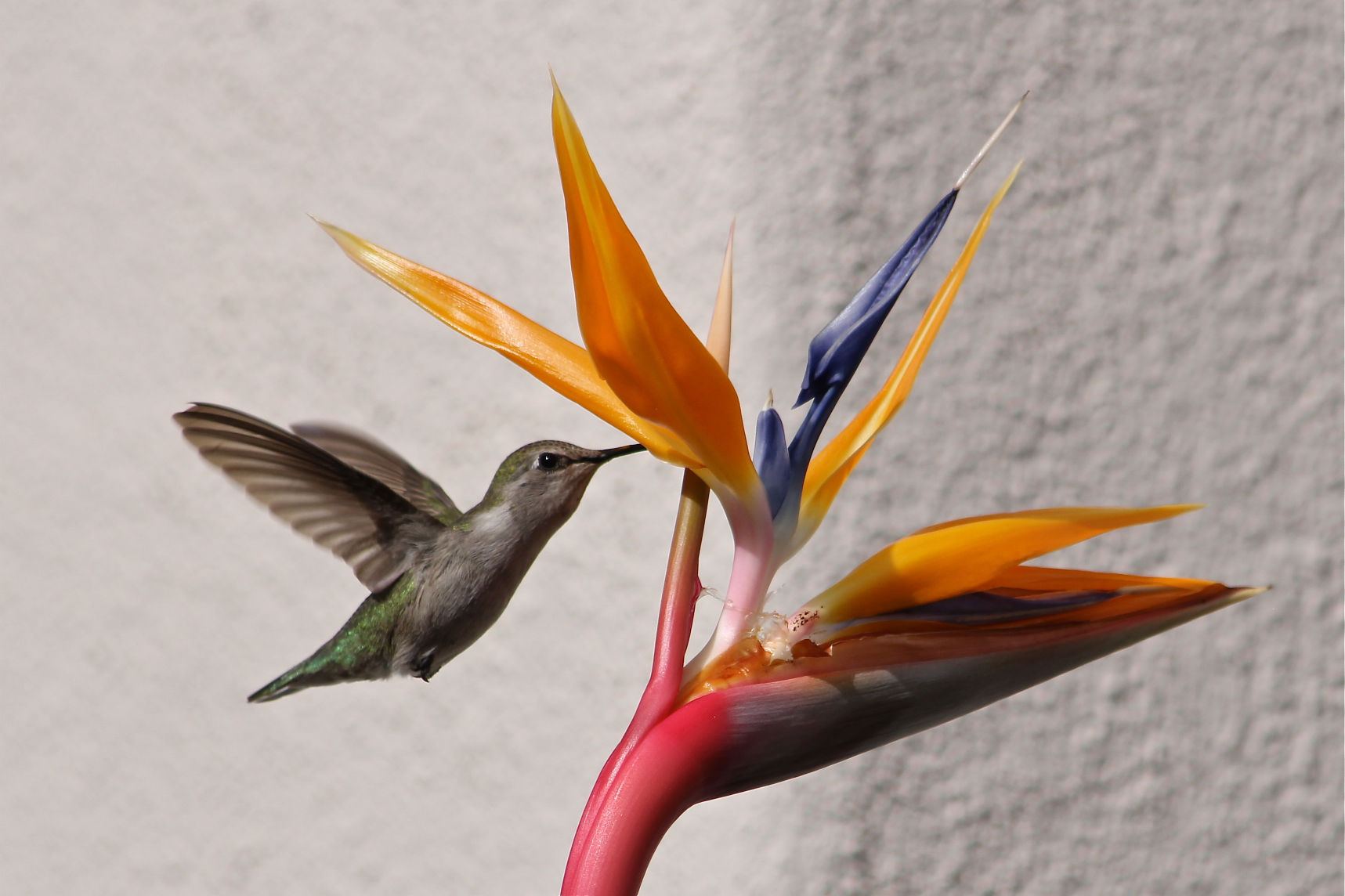 Hummingbirds from backyards and beyond